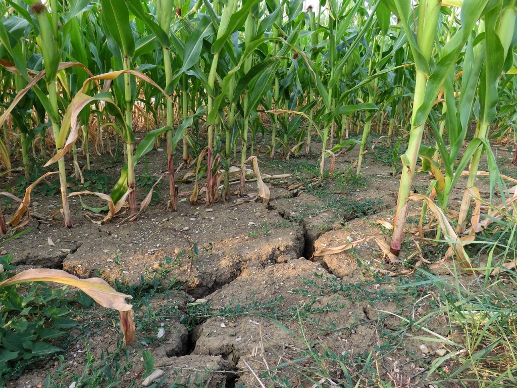 Bio-Maisernte 2026: Maisfeld mit vertrockneten Blättern und rissigem Boden nach dem trockenen Sommer